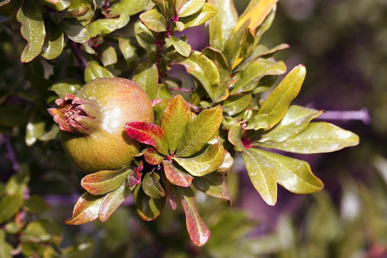 The Science of Antioxidants - Protecting Your Health